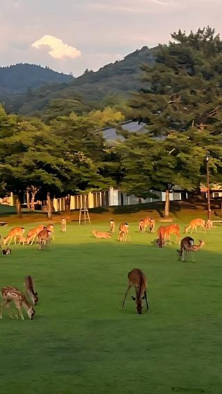 6天5晚 • 日本大阪+京都+奈良『關西紅葉盛宴』暢遊嵐山與世界遺產古剎，品嚐神戶和牛、泡消除疲勞溫泉