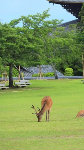 9日8晚 • 经典日本风光体验之旅｜富士山五湖 - 箱根火山 - 京都古街 - 奈良鹿苑 - 大阪美食 - 入住温泉酒店，只含新干线不含其余景点门票