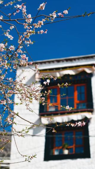 6D5N • Tibet Lhasa + Shigatse + Potala Palace + Jokhang Temple + Yamdrok Yumtso + Karola Glacier + Tashilhunpo Monastery