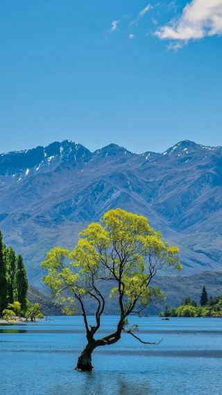 6D5N • Ultimate NZ South Island Iconic Route: Wanaka Tree + Queenstown Gondola + Milford Sound Cruise All-in-One