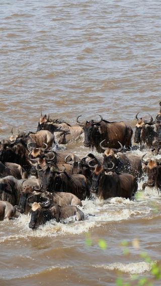 6D5N • Nairobi + Maasai Mara National Reserve + Amboseli