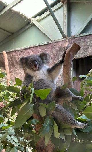 3D2N • Kuranda Rainforest + Great Barrier Reef Cruise + Cairns
