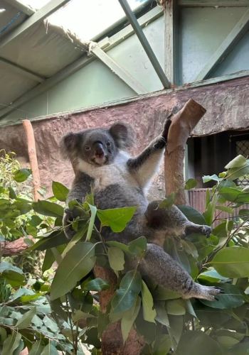 3D2N • Kuranda Rainforest + Great Barrier Reef Cruise + Cairns