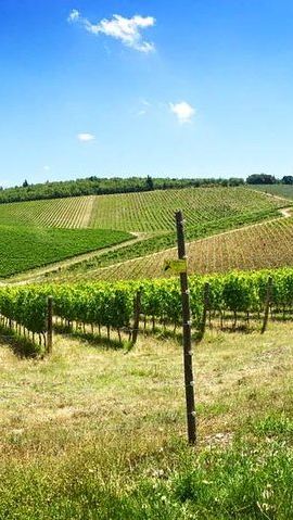3D2N • 3-Day Tuscany Wine Tour Experience from Florence
