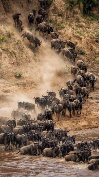 6D5N • Not satisfied with the itinerary,Get free exclusive itinerary planning & Multiple in-depth safaris tracking wildlife in Masai Mara National Reserve