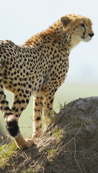 7D6N • Maasai Mara National Reserve + Lake Nakuru National Park + Lake Naivasha + Hells Gate National Park + Amboseli National Park