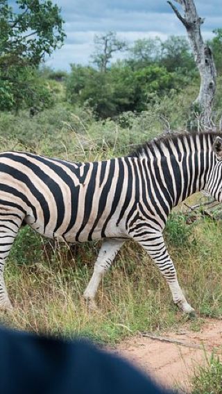 4D3N • 4 Day Budget Kruger National Park Safari