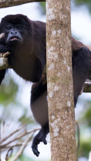 7D6N • From Iquitos: 7-Day Amazon Jungle Adventure at the EcoLodge