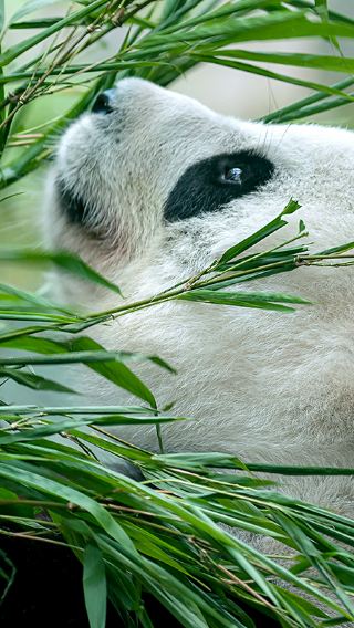 8D7N • Christmas Special · Jiuzhaigou + Chengdu Giant Panda Base + Sanxingdui + Leshan + Mount Emei: 5-diamond hotels & optional Jiuzhaigou VIP sightseeing bus, 1st-class rail and hotel upgrades