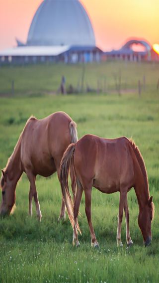 5D4N • China + Inner Mongolia + Hohhot + Huitengxile Grassland + Wulanhada Volcano Geopark