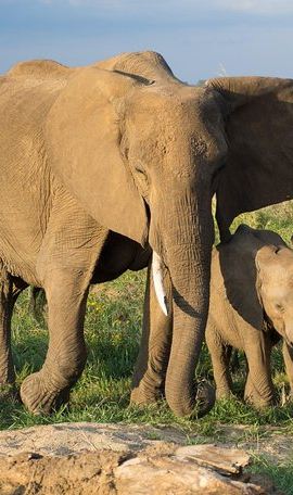 4D3N • 4 Day Mikumi & Nyerere Park with Boat Safari & Masai Culture