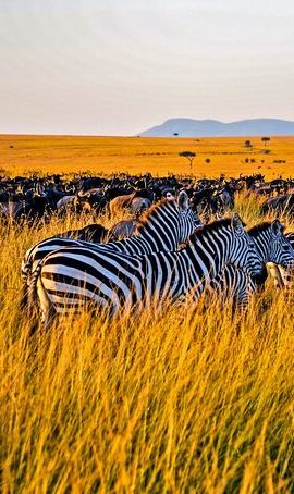 3D2N • 3-Day Masai Mara Jeep Safari