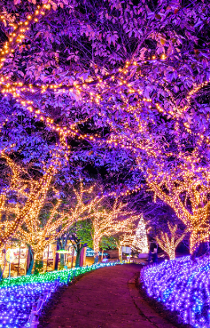 6 วัน 4 คืน • TOKYO FUJI YOKOHAMA ILLUMINATION WINTER โดยสายการบินไทย [TG]