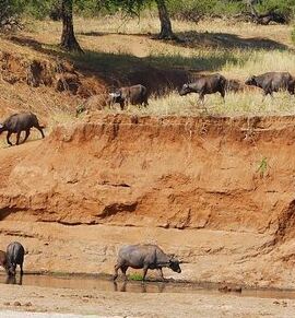 4D3N • 4-Day Safari to Tarangire, Serengeti and Ngorongoro from Arusha - Join a group
