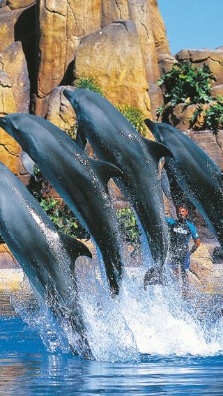 2D1N • Australia Gold Coast Theme Park "Choose 1 out of 4" + Moreton Island