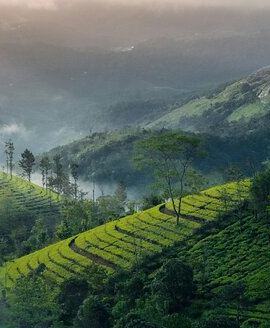4D3N • 4 Days Private Kerala Tour -Kochi, Munnar, Thekkady with 3* Hotel