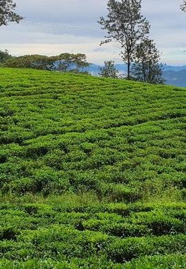 2D1N • Exclusive knuckles Camping Tour from kandy