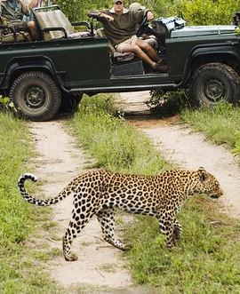 2D1N • All inclusive BIG 5 Kruger 2 Day Safari from Johannesburg