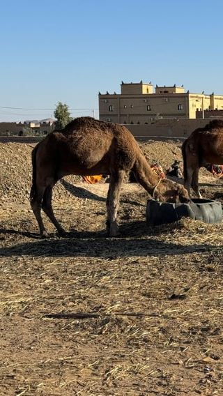 4D3N • 4 Days Desert Tour From Fes to Marrakech