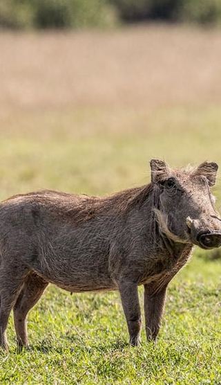 3D2N • Nairobi: 3-Day Ol Pejeta Budget Safari in 4WD Land Cruiser