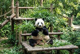 2D1N · Group Tours · Airport pick-up, Panda visit & High-speed rail trip to Leshan Giant Buddha · Airport pick-up, panda visit & high-speed rail trip to Leshan Giant Buddha.