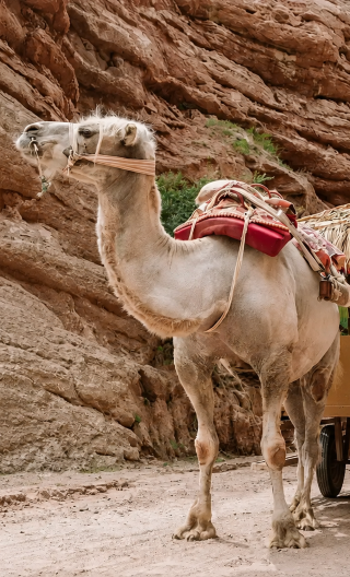 8D7N • Old Silk Road Muslim Cultural Route · Xi'an · Lanzhou · Linxia · Zhangye · Xining · Mosque Trail · High-Speed Rail