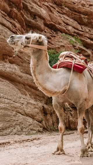 8D7N • Old Silk Road Muslim Cultural Route · Xi'an · Lanzhou · Linxia · Zhangye · Xining · Mosque Trail · High-Speed Rail