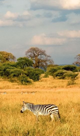 6D5N • Maasai Mara National Reserve in Kenya + Navasha + Ambsli National Park + Nairobi