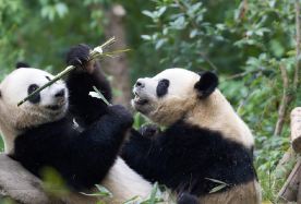6日5晚 · 旅行團 ·  成渝連游丨成都大熊貓基地三星堆博物館重慶武隆天生三橋丨全程5鑽酒店·含景點門票及景區小交通·『國際遊客專團』8人精緻團·全程5鑽酒店·含景點門票及景區小交通·資深導遊