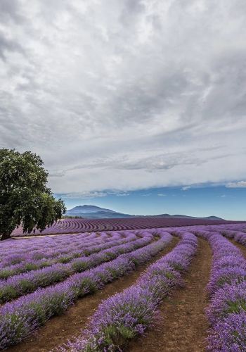 6D5N • Tasmania
