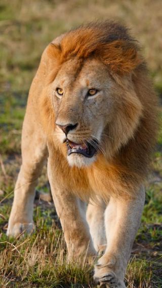 2D1N • Consult our customer service for a free customized itinerary,In-depth Safari in Amboseli National Park, Kenya. Witness snow-capped peaks and herds of elephants in one frame