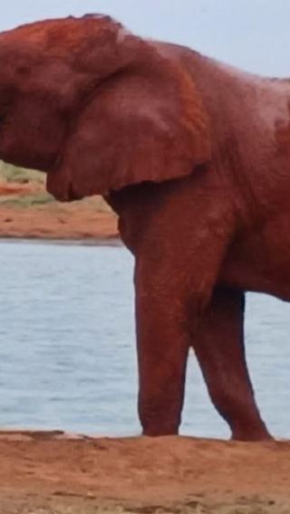 2D1N • Nairobi/Diani/Mombasa:2 Days trip to Tsavo West