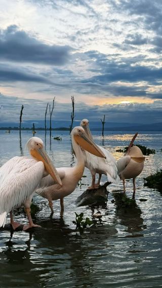 9D8N • Maasai Mara National Reserve + Amboseli + Nakuru + Naivasha + Hells Gate National Park