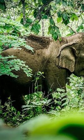 2D1N • 2-Day Kindred Spirit Elephant Sanctuary in Chiang Mai
