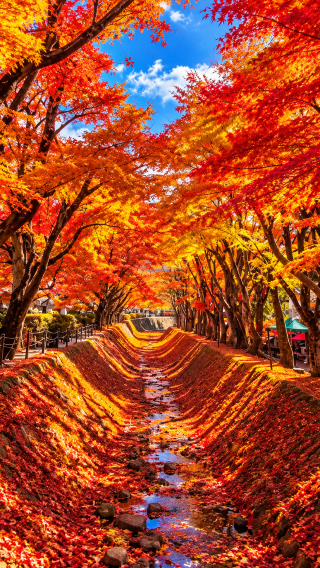 5D4N • Tokyo + Mount Fuji + Hakone + Izu City