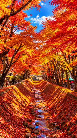 5D4N • Tokyo + Mount Fuji + Hakone + Izu City