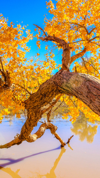 8D7N • Golden autumn escape: admire thousand-year-old poplars, witness sunrise over Juyan Lake, stay in quality accommodation, and travel with a 7-seat business van throughout