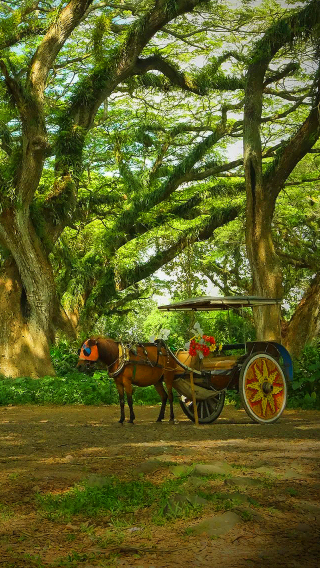 2D1N • Customize your trip: Indonesia + Banyuwangi + De Djawatan Forest, Pantai Rajegwesi, Teluk Hijau & Sukamade Beach