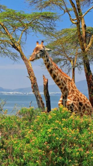 3D2N • Consult service for exclusive itinerary planning&In–depth safari in Amboseli National Park ,view snow–capped mountains alongside elephant herds