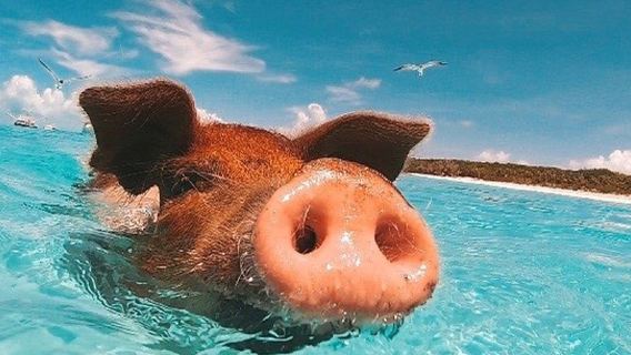 蘇梅島出發：豬島&丹島 浮潛體驗|可升級邂逅粉紅海豚之旅