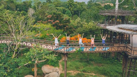 蘇梅島大象王國【餵大象|空中棧道|網紅大象咖啡廳