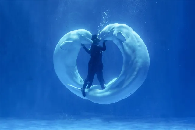 [Qingdao Free Travel] How to enjoy Qingdao travel in 4 days and 3 nights, a comprehensive itinerary planning package!