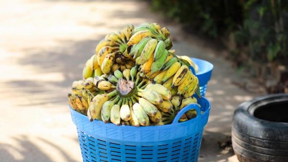 蘇梅島：道德大象保護區之旅（含自助午餐）