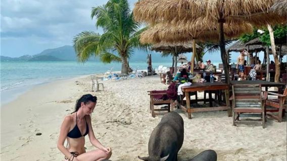 泰國蘇梅島豬島丹島浮潛摸豬追粉紅海豚出海半日遊