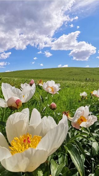 5D4N • Hohhot + Huitengxile Grassland + Whistling Dune Bay + Baotou
