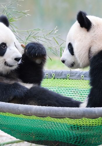 2D1N • Shanghai, one-day tour of the wildlife park, feeding experience in the fierce animal area, English tour guide service