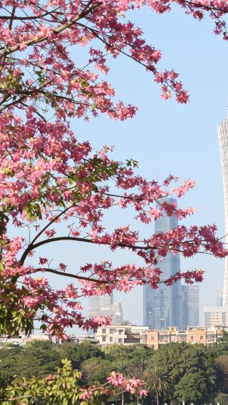 5天4晚 • 廣東廣州-珠海-廣州長隆-珠海長隆拼小團·-享美豪塔景房｜江景特色餐｜海洋王國-動物世界-登廣州塔