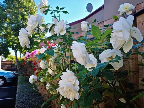 Annabelle Court Motel Photos