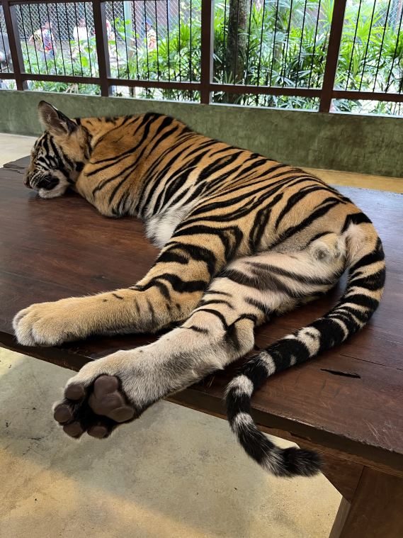 タイガーキングダム【大型トラとの触れ合い|親子インタラクティブ