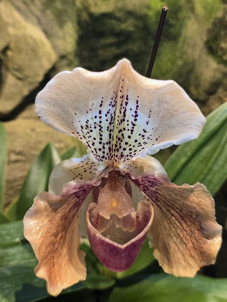 シンガポール国立蘭園】シンガポール国立蘭花植物園-国立胡姫園-一般